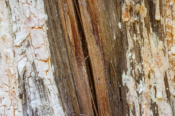 Textura Madera Pino Corrompida Una Planta Cubierta Concepto Parásito Naturaleza — Foto de Stock