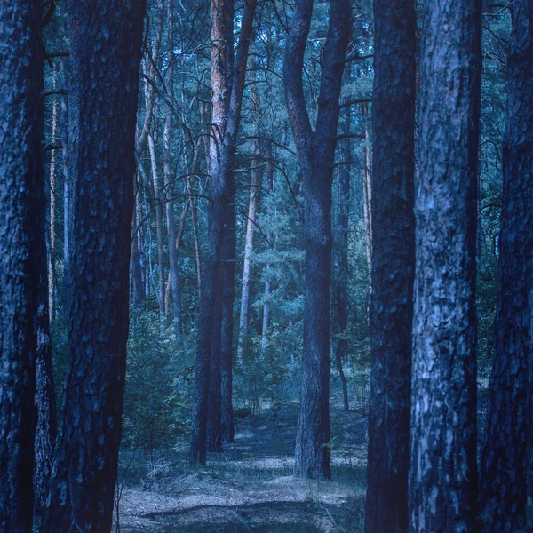 Vista Del Misterioso Bosque Nocturno Entre Los Troncos Los Pinos — Foto de Stock