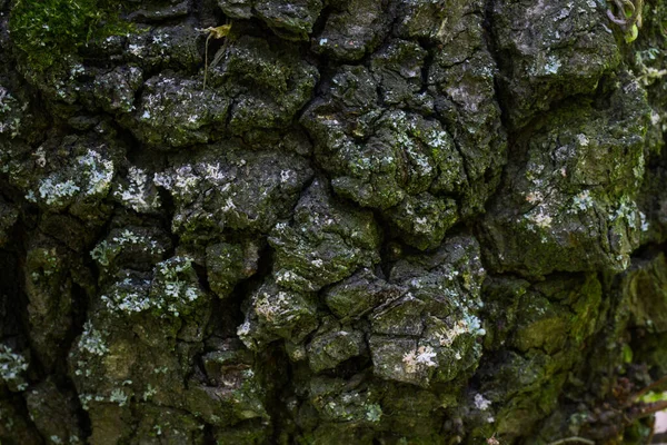 Tree Bark Natural Pattern Trunk Forest Plant Close Edges Blurred — Stock Photo, Image