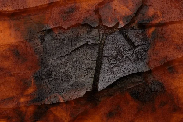 灰色の樹皮と輝くエッジの森林火災の概念と松の幹のテクスチャ — ストック写真