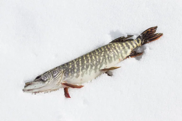 Яркая Хищная Щука Лежит Снегу Свежая Живая Рыба Пятнистым Хвостом — стоковое фото