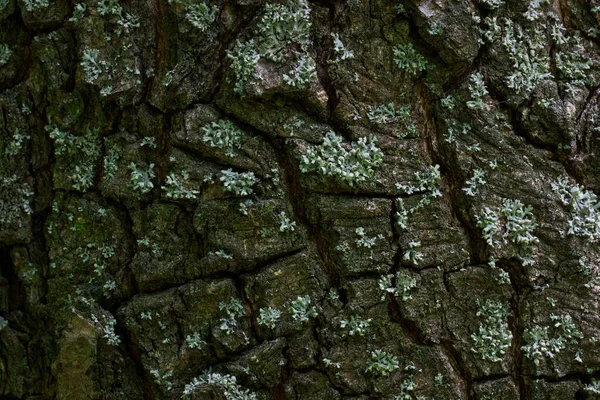 Pedaços Rachados Casca Árvore Cobrindo Tronco Floresta Close Padrões Fascinantes — Fotografia de Stock