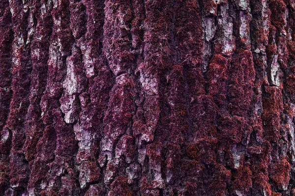 Fantasy Textura Masivního Kmene Stromu Červeným Mystickým Mechem Přírodní Fantastické — Stock fotografie