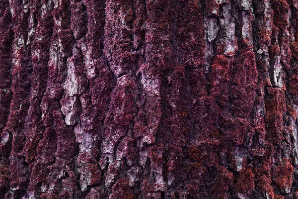 Textura Fantasía Tronco Árbol Masivo Con Musgo Místico Rojo Fondo —  Fotos de Stock