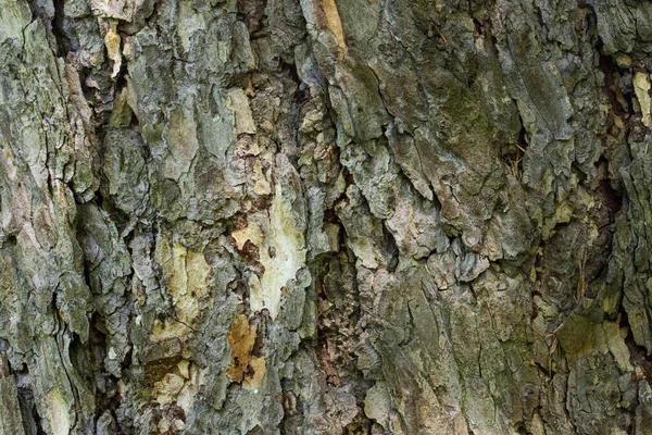 Φωτεινό Φλοιό Βελόνες Υφή Closeup Μυστηριώδη Σχέδια Δάσος Στον Κορμό — Φωτογραφία Αρχείου