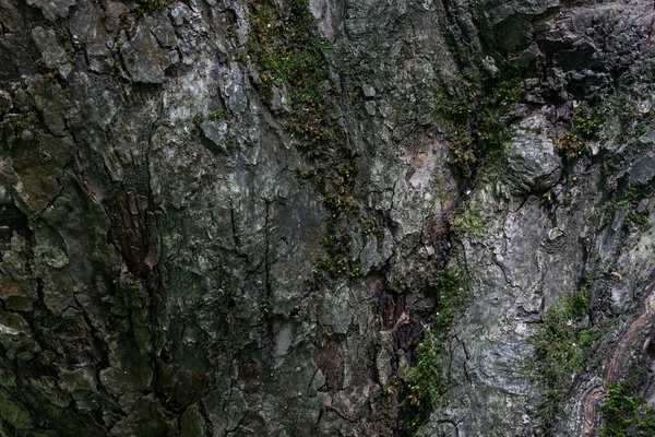 Textura Fabulosa Brilhante Tronco Árvore Floresta Enfeitiçando Papel Parede Padrão — Fotografia de Stock