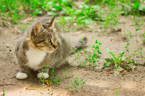 Retrato Gatito Colorido Acostado Naturaleza Concepto Perfil Animales Lindos Domésticos —  Fotos de Stock