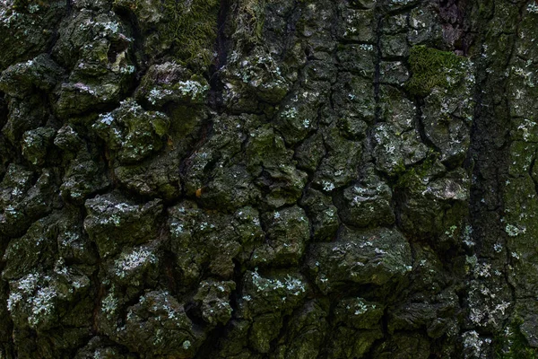 Corteza Del Árbol Está Parcialmente Cubierta Con Musgo Verde Mosaico — Foto de Stock