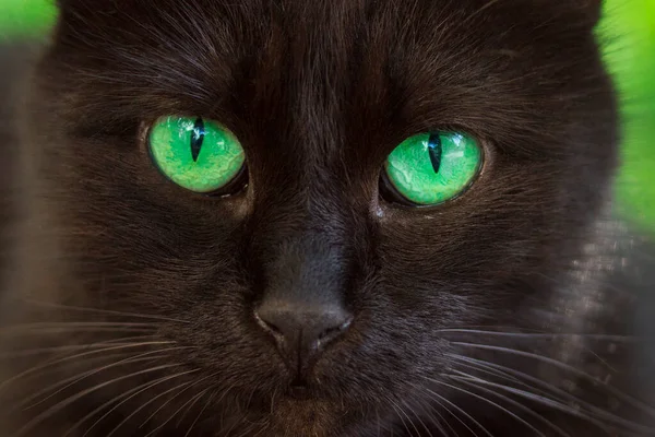 Retrato Gato Preto Com Olhos Âmbar Brilhantes Closeup Apenas Fascina — Fotografia de Stock