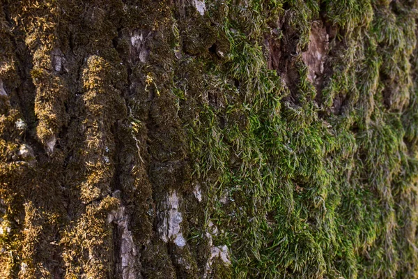 Casca Árvore Coberta Com Musgo Verde Close Com Bordas Borradas — Fotografia de Stock