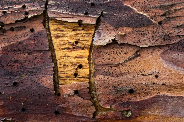 Částečně Oloupaná Kůra Kmeni Borovice Detail Textury Dřeva Příroda Koncept — Stock fotografie