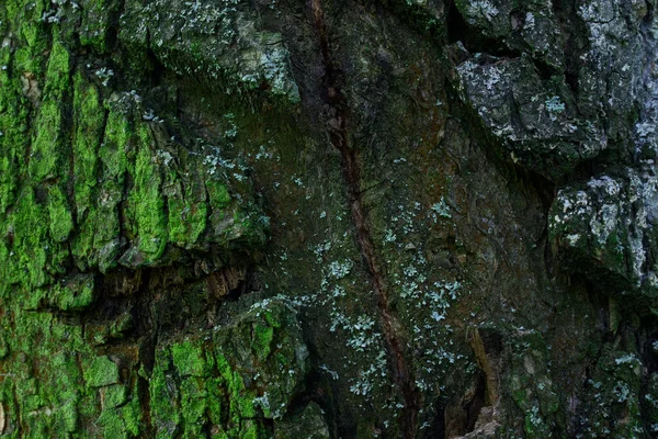 Fabuloso Tronco Árbol Forestal Primer Plano Musgo Verde Brillante Que — Foto de Stock