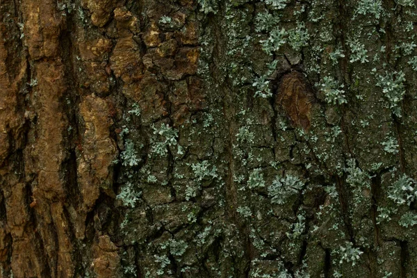 Struktur Träd Bark Grå Brun Spruckna Bitar Närbild Vilda Skog — Stockfoto