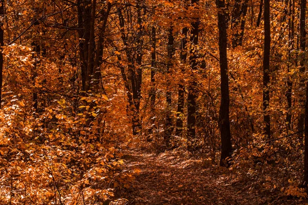 Тропа Превращается Дикую Природу Очаровательного Осеннего Леса Оранжевой Листвы Чистой — стоковое фото