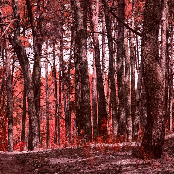 Terribile Foresta Rossa Sembra Fantastico Nessuno Intorno Solo Gli Alberi — Foto Stock