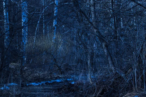Naturaleza Fantástica Del Bosque Nocturno Con Varios Árboles Misteriosos Está —  Fotos de Stock
