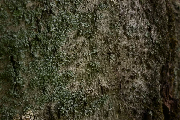 树木表面覆盖树皮和苔藓近缘模糊墙纸野生动物的设计理念 — 图库照片