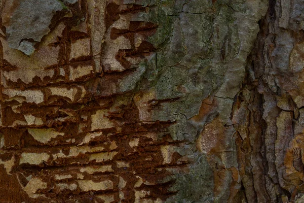森林植物表面部分剥皮树皮结构的针叶树近景自然图案及野生动物墙纸抓痕世界的设计 — 图库照片