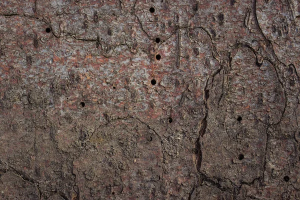 昆虫留下的深孔树皮迷人的裂缝模式自然设计背景 — 图库照片