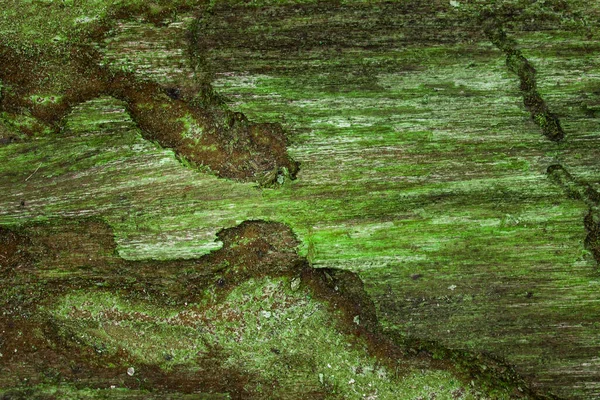 Misteriosa Textura Madera Verde Con Patrones Naturales Grietas Fondo Corteza — Foto de Stock