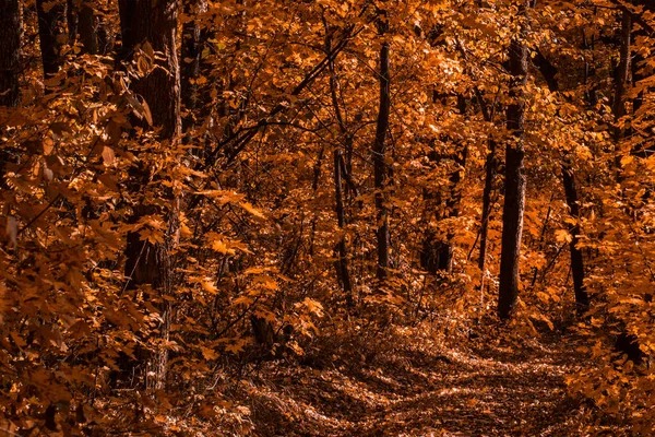 가을의 황금빛 오솔길 광야와우아 오렌지 환경의 — 스톡 사진
