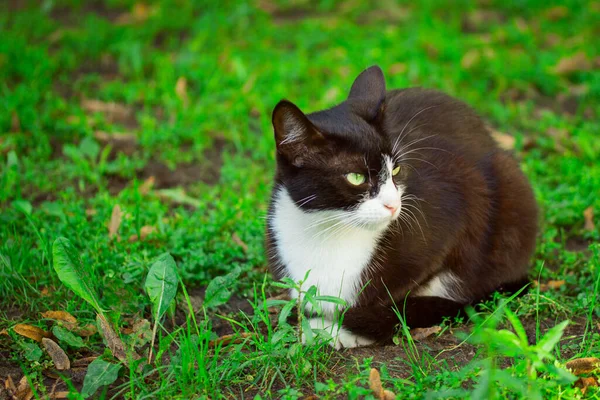 黑白相间的猫不满地转身离去 躺在绿草上 认为自己可爱又无家可归 — 图库照片