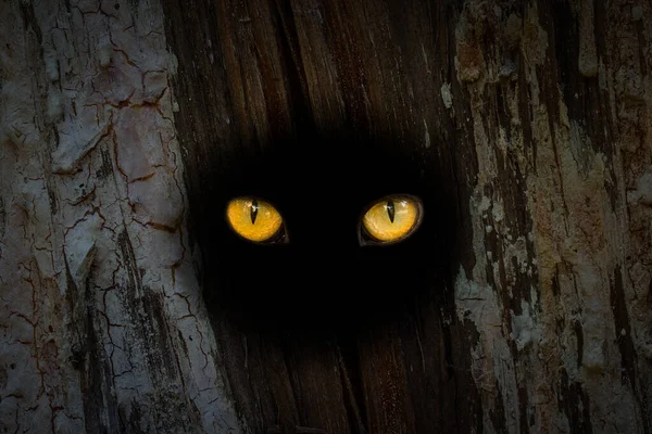 big orange eyes peeking out of a round dark hole on a tree trunk concept of wildlife