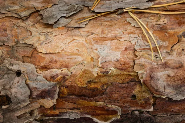 Light Texture Pine Bark Needles Lying Natural Background Design — Stock Photo, Image