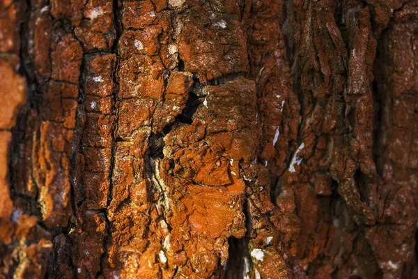 Textura Brilhante Misteriosa Tronco Árvore Marrom Mundo Tirar Fôlego Vida — Fotografia de Stock