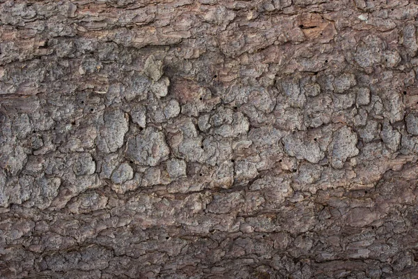 Καφέ Φλοιό Δέντρο Υφή Closeup Έννοια Άγρια Φύση Δάσος Φόντο — Φωτογραφία Αρχείου