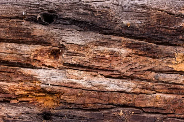 肮脏的 令人生畏的 神秘的木质部背景设计 — 图库照片