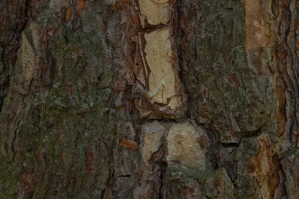 Écorce Épinette Couvrant Tronc Gros Plan Motif Naturel Sur Une — Photo