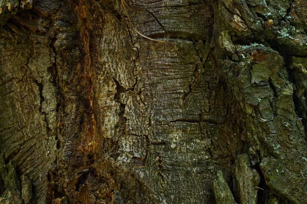 Patrones Grietas Superficie Desigual Tronco Árbol Cerca Encantadora Naturaleza Vida —  Fotos de Stock