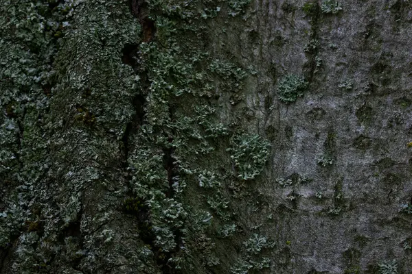 Favolosa Corteccia Albero Della Foresta Coperta Muschio Sottili Crepe Misteriose — Foto Stock
