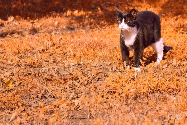 Gato Preto Branco Ameaçadoramente Olhando Para Lado Grama Outono Algo — Fotografia de Stock