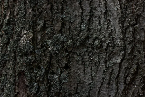 Ağaç gövdesinin pürüzsüz yüzeyi değil. Gri kabukla kaplı. Kapalı konsept.