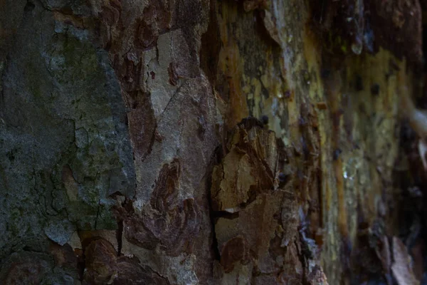 Colorido Árbol Corteza Primer Plano Borde Borrosa Fauna Concepto Hermoso — Foto de Stock