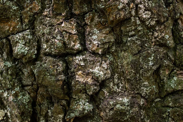 Latido Uma Árvore Velha Floresta Fechar Rachaduras Finas Escuras Enfeitiçando — Fotografia de Stock