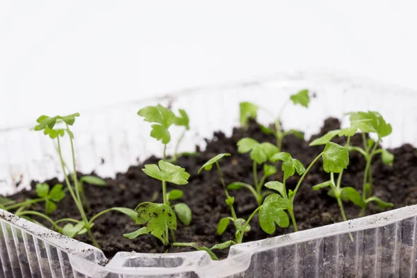 Jonge Selderij Zaailingen Groeien Grond Een Transparante Plastic Doos Concept — Stockfoto