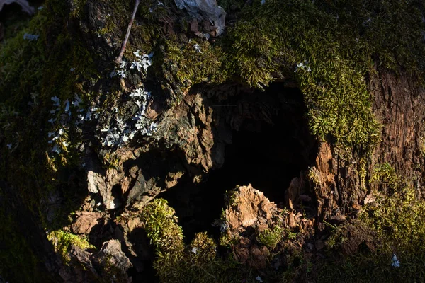 Mysterious Old Old Tree Dark Hole Covered Green Moss Mysterious — Stock Photo, Image