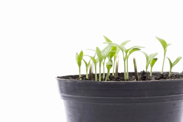 Glimmende Munten Jonge Groene Scheuten Een Pot Een Grijze Achtergrond — Stockfoto