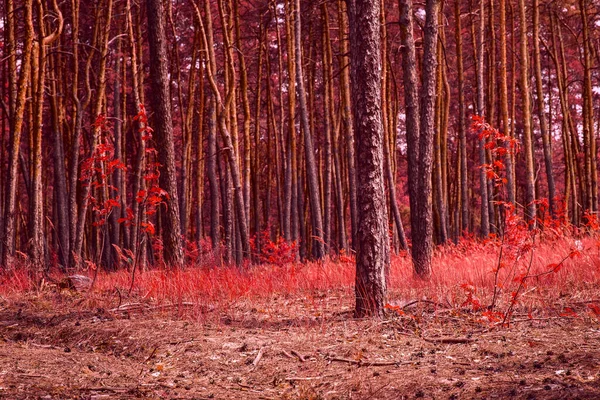 Fantastický Jehličnatý Podzimní Les Namalovaný Červeném Velkolepém Světě Volně Žijících — Stock fotografie