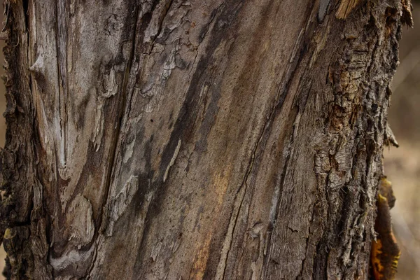 Old Tree Trunk Beautiful Patterns Partially Peeled Bark Lit Sunlight — Stock Photo, Image