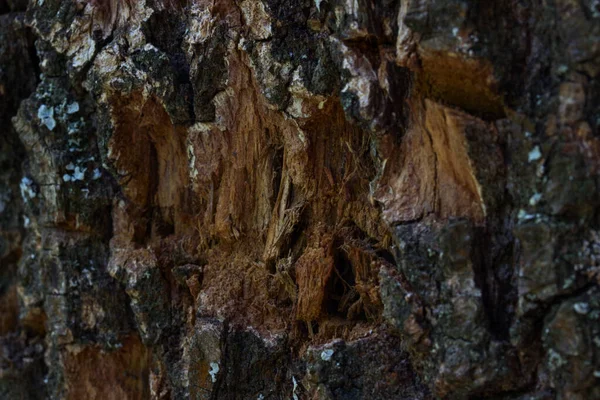 Estructura Madera Del Bosque Viejo Con Bordes Borrosos Atmósfera Misteriosa —  Fotos de Stock