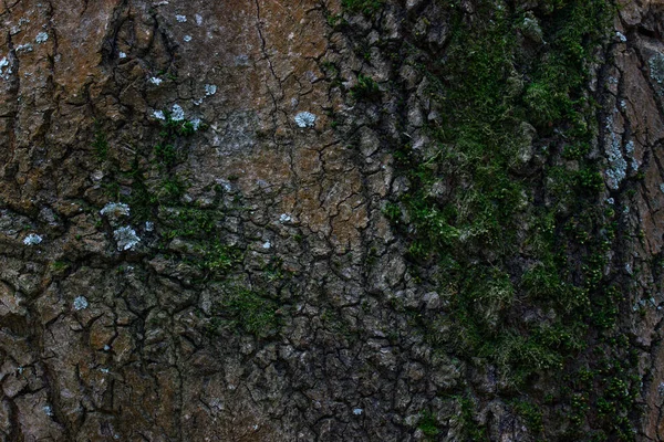Mousse Verte Pelucheuse Couvre Tronc Arbre Forestier Fines Fissures Sombres — Photo
