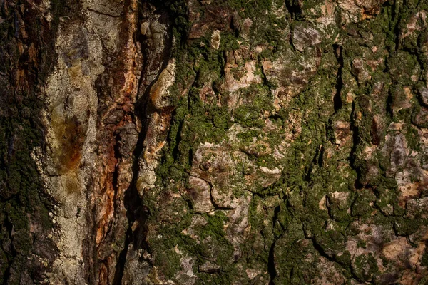 Wieczorny Pień Drzewa Pokryty Zielonym Mchem Zbliżenie Naturalna Tekstura Projektowania — Zdjęcie stockowe