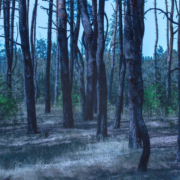 Mistica Foresta Serale Con Pini Misteriosi Sotto Cielo Blu Atmosfera — Foto Stock