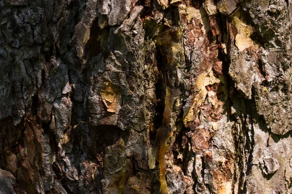 Bir çam ağacının gri-kahverengi kabuğu güneş ışığıyla kısmen aydınlanır. Vahşi yaşam tasarımı için gizemli desenli bir duvar kâğıdı.