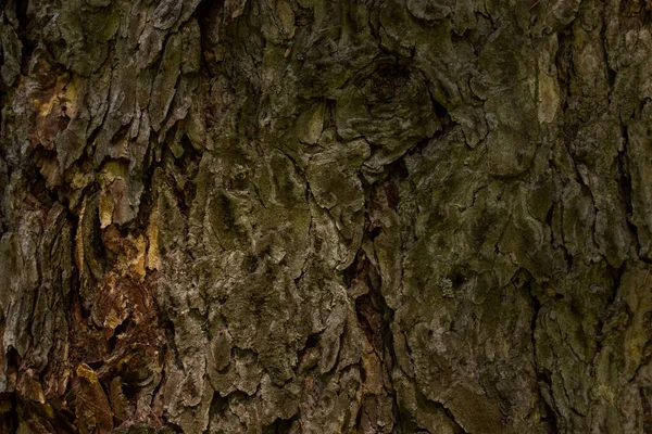 Corteccia Albero Della Foresta Vecchia Misteriosa Texture Primo Piano Carta — Foto Stock