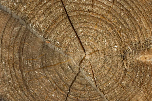 Textura Não Lisa Corte Madeira Com Padrões Redondos Belo Fundo — Fotografia de Stock